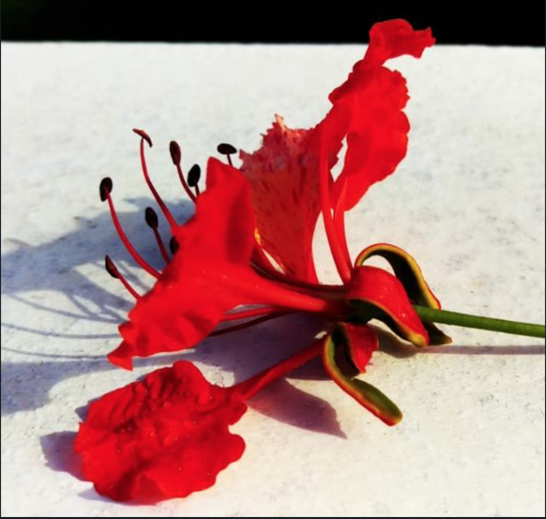 gFoto-Flamboyantbloem